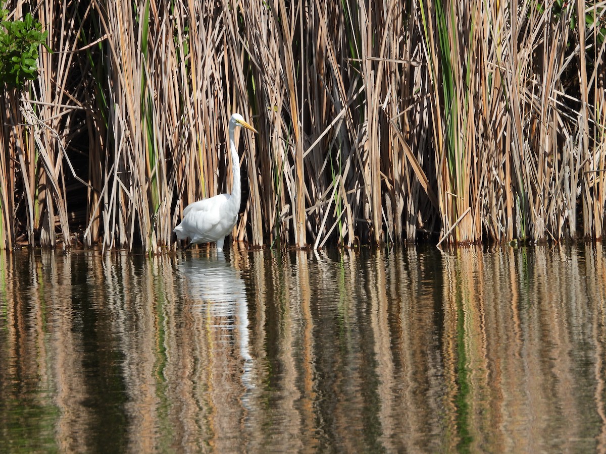 Чапля велика - ML647032826