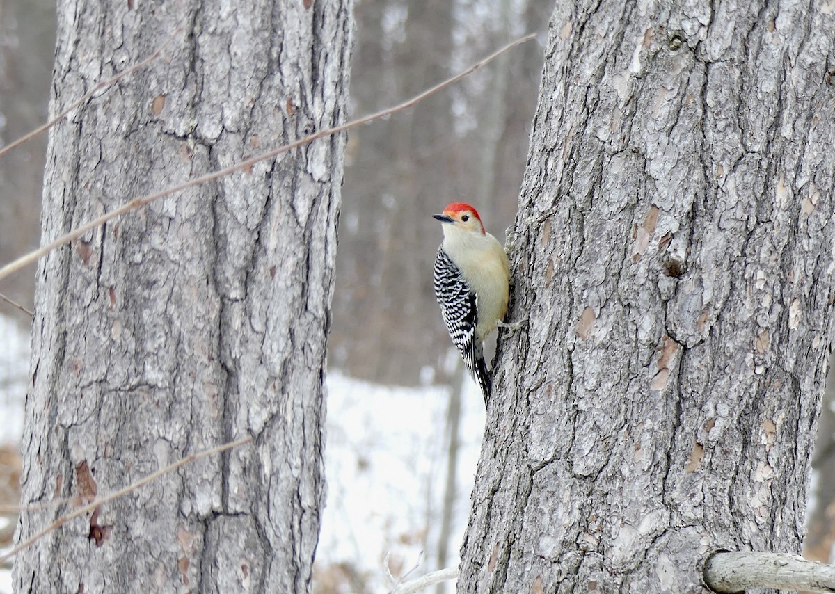 Red-bellied Woodpecker - ML647032827
