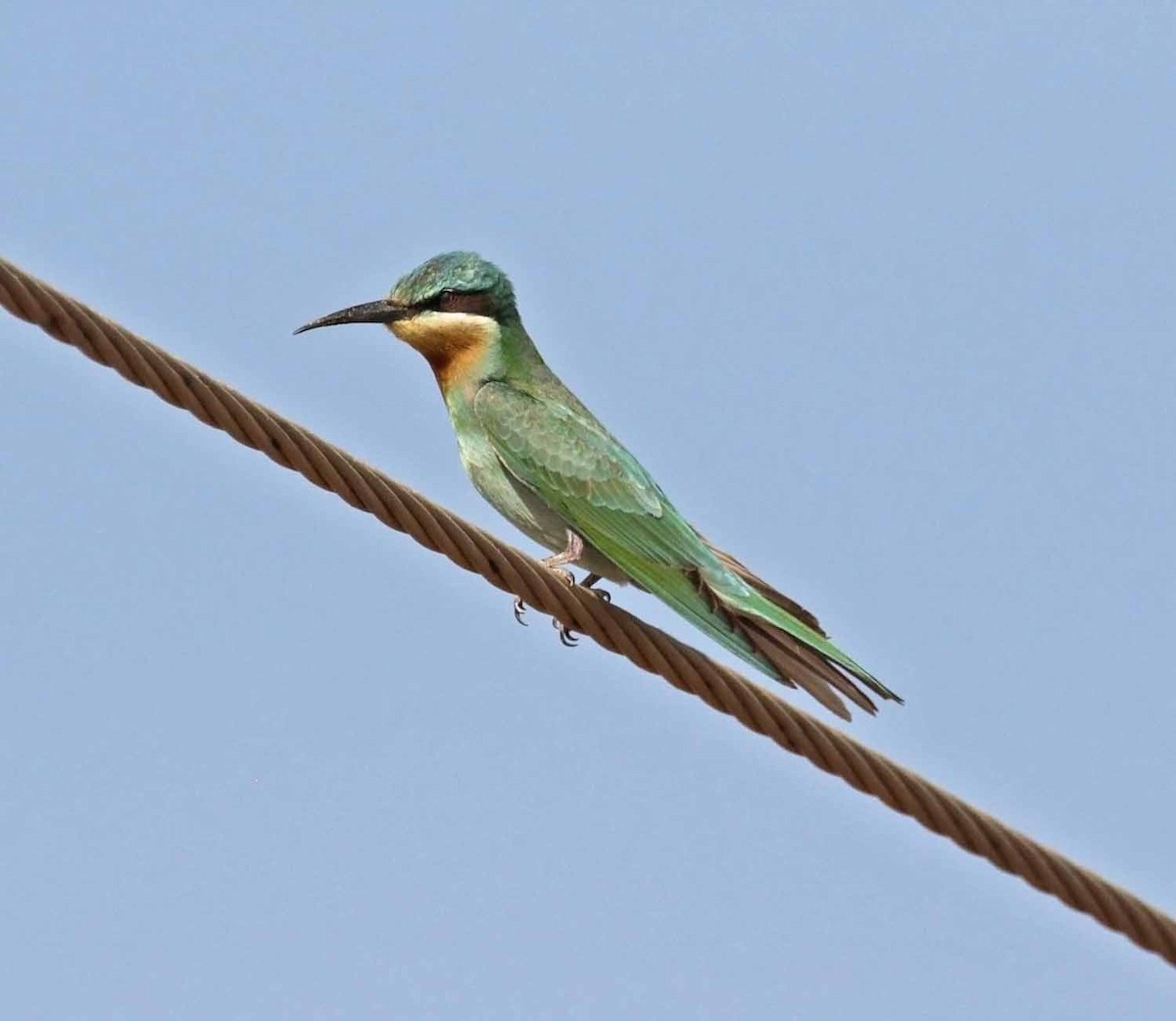 vlha modrolící - ML647032828