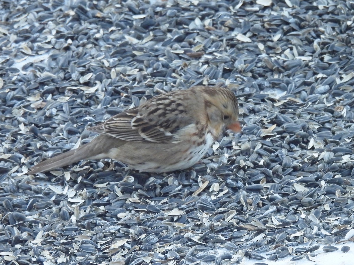 Harris's Sparrow - ML647032832
