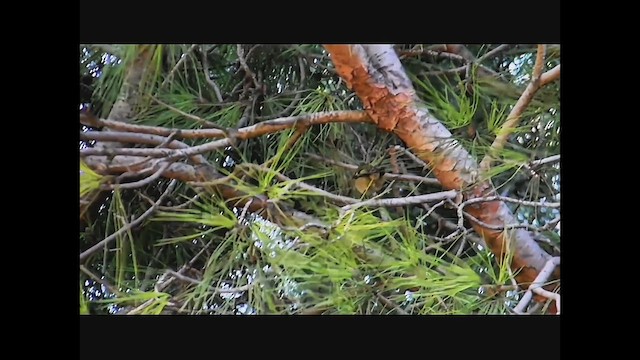 Золотомушка жовточуба - ML647032836