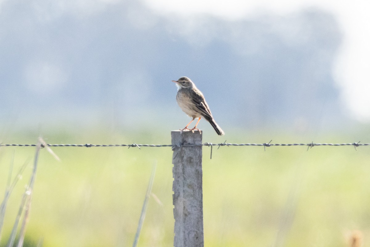 Australian Pipit - ML647032850