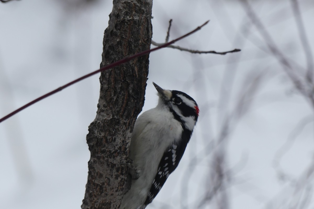 Downy Woodpecker - ML647032852