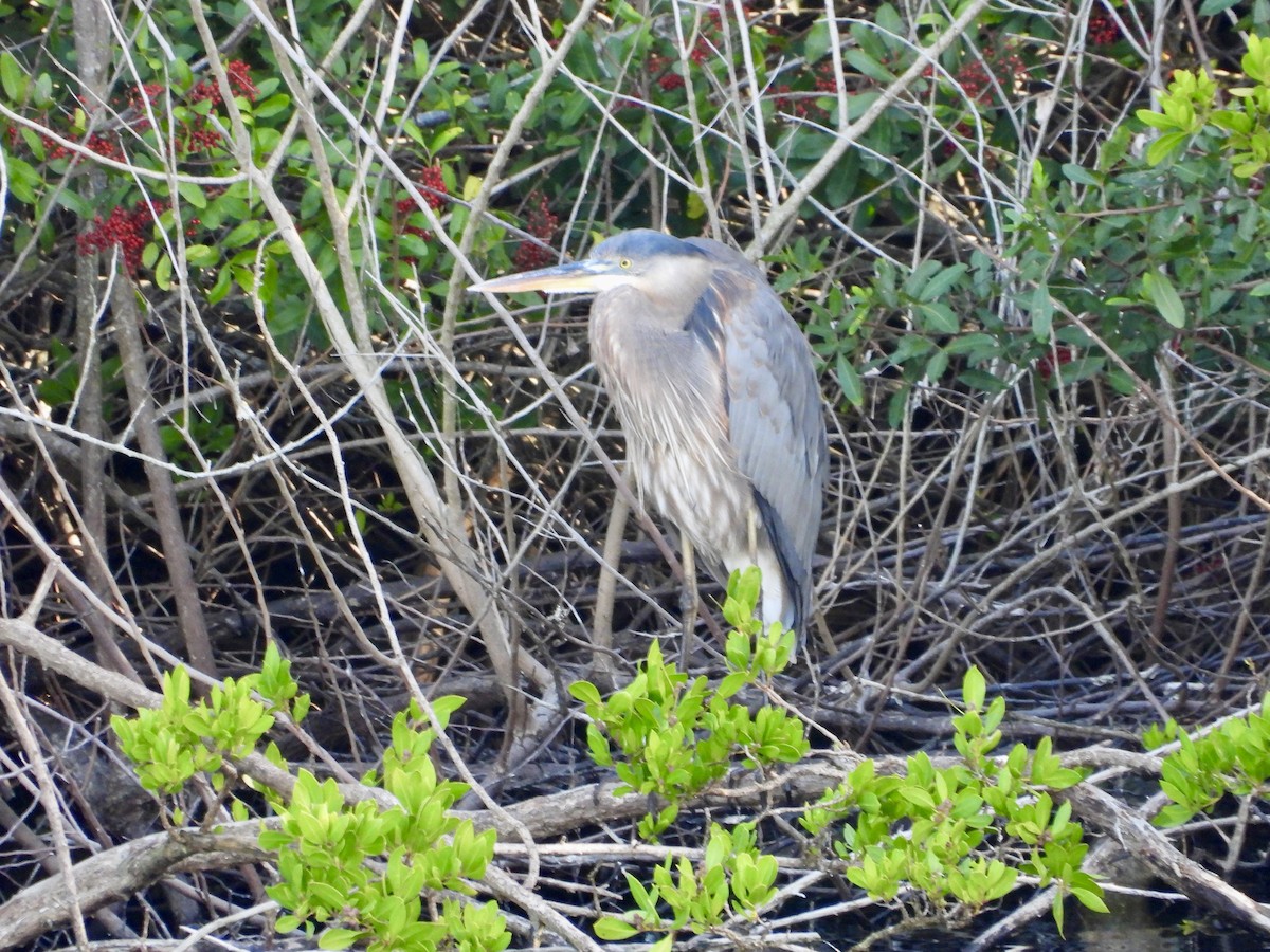 Чапля північна - ML647032853