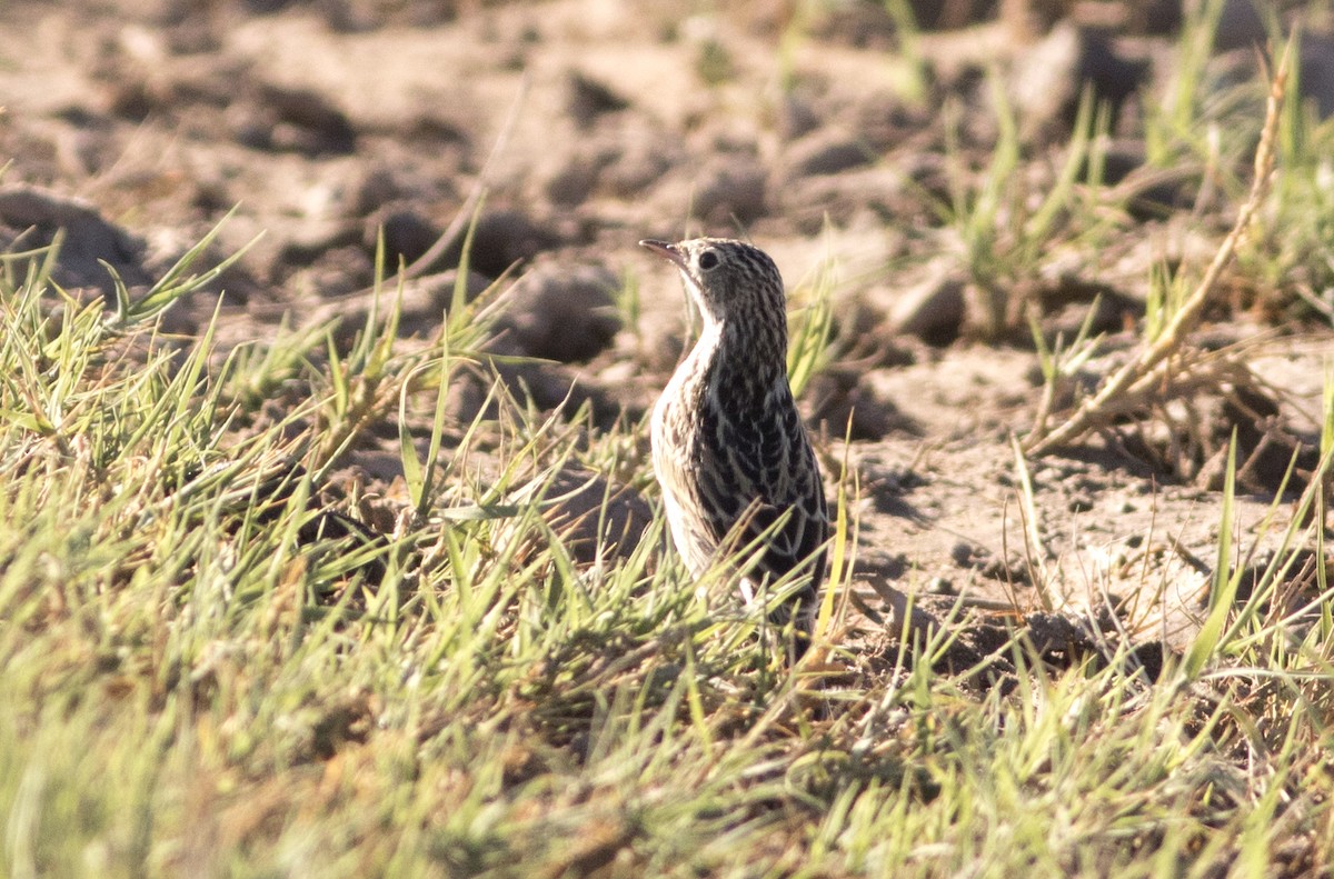 Hellmayr's Pipit - ML647032855