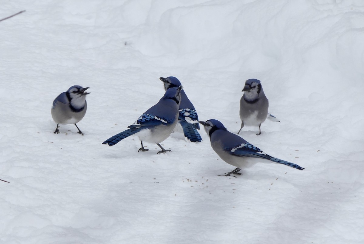 Blue Jay - ML647032858