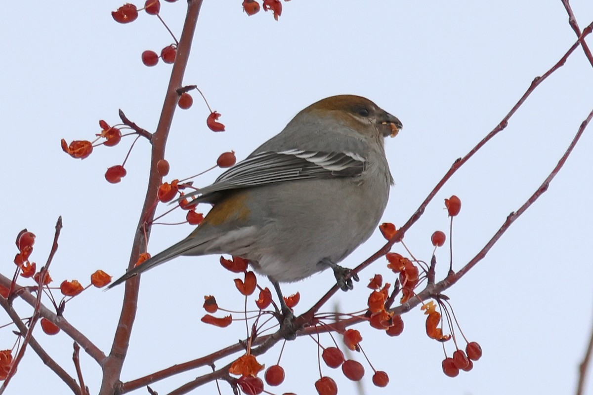 פתיאלי אורנים - ML647032865