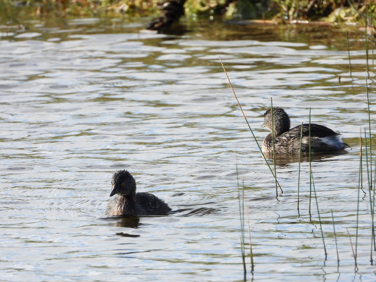 Least Grebe - ML647032867