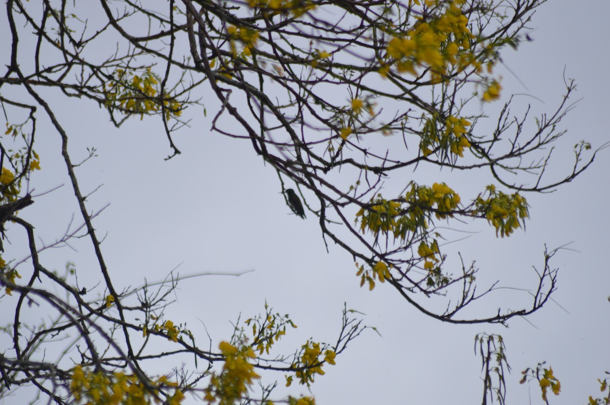 Snowy-bellied Hummingbird - ML647032872