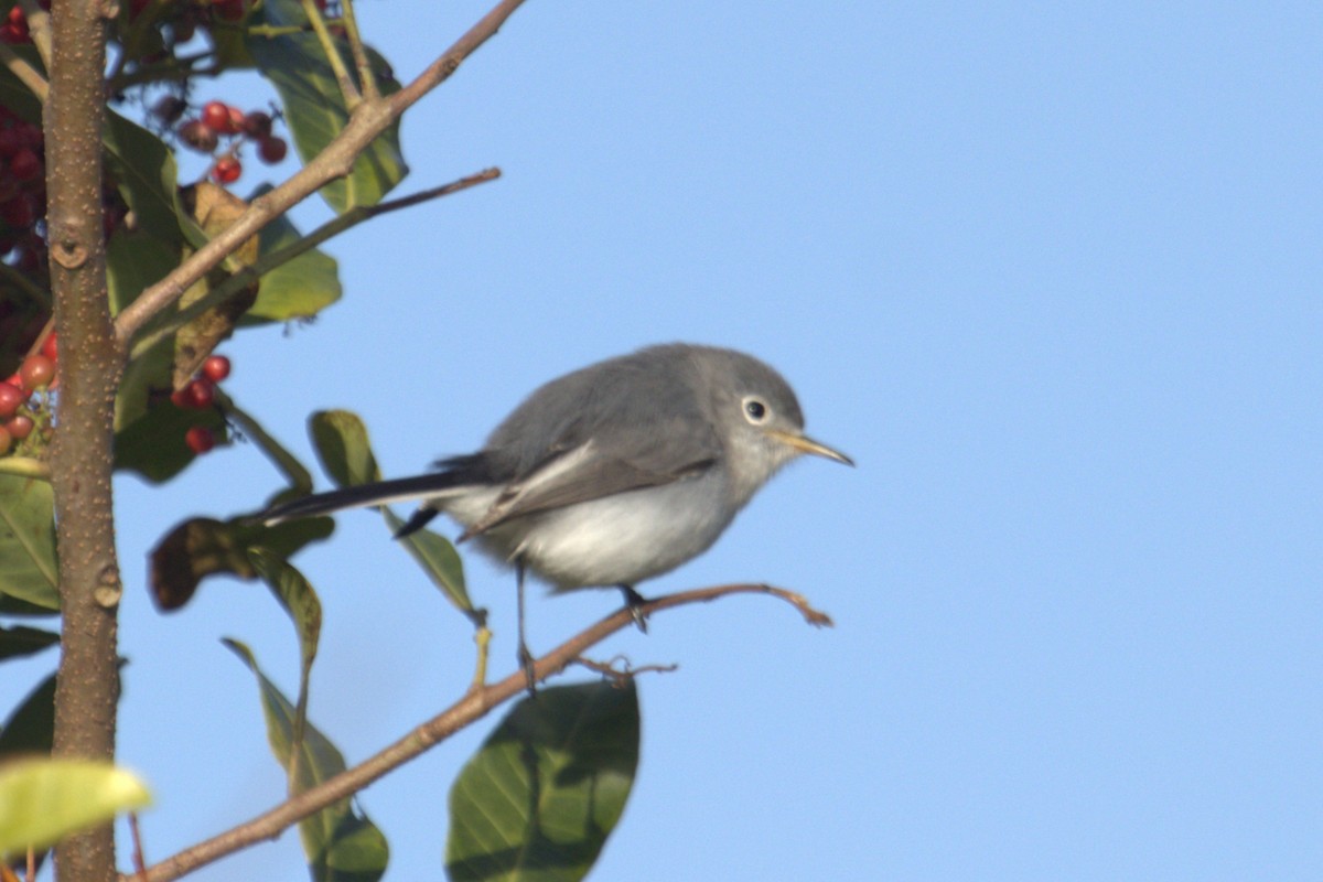 Blue-gray Gnatcatcher - ML647032876