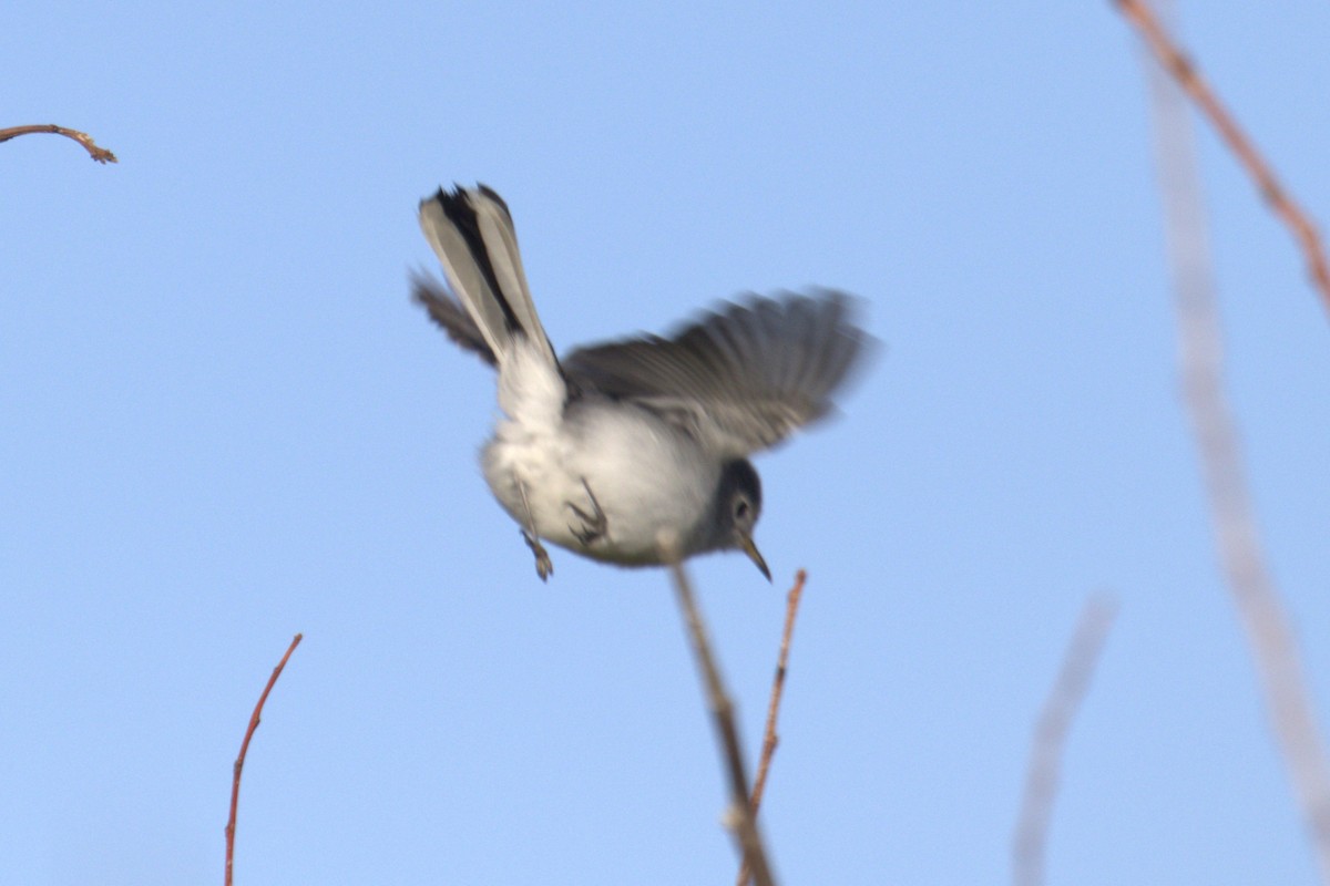 Blue-gray Gnatcatcher - ML647032877