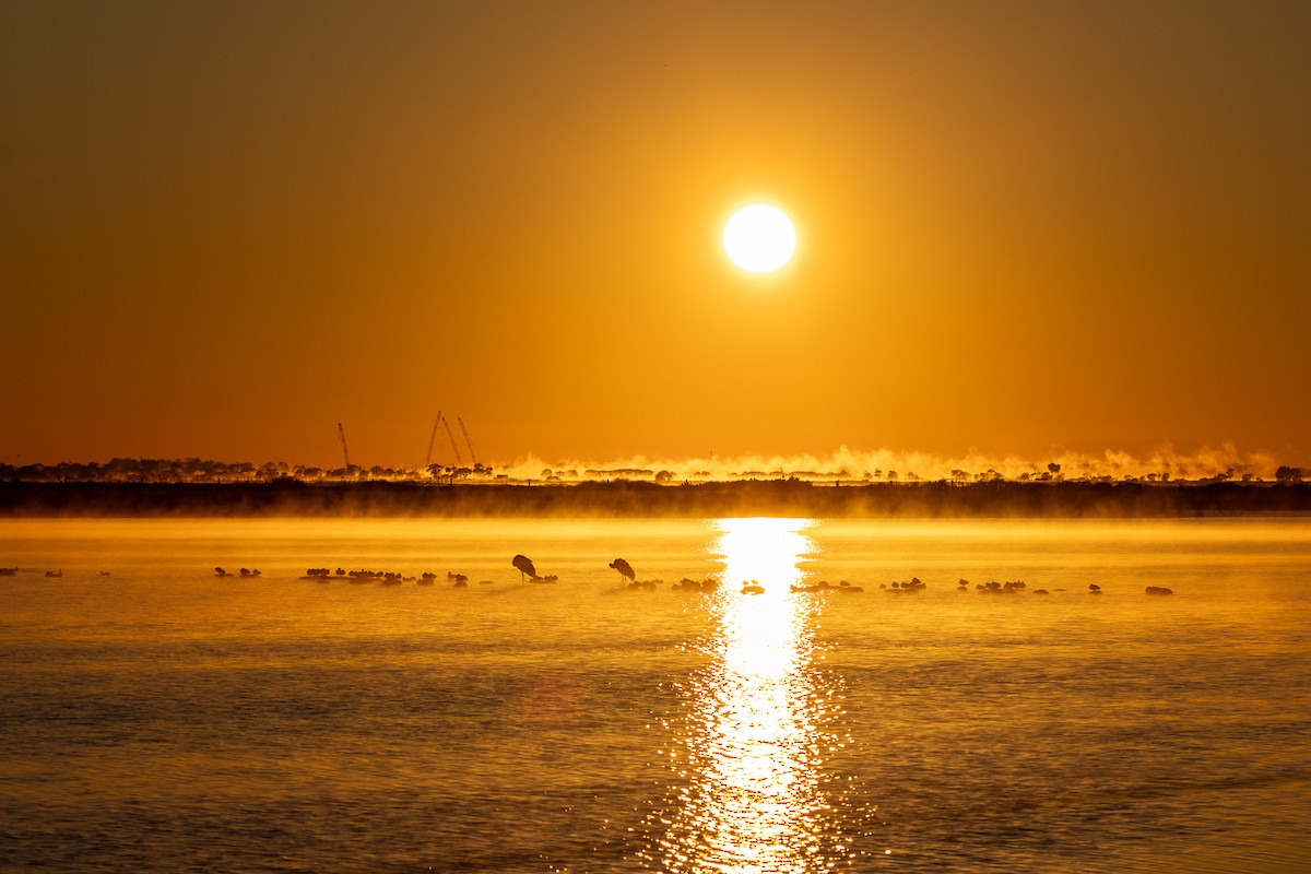 Brolga - ML647032885