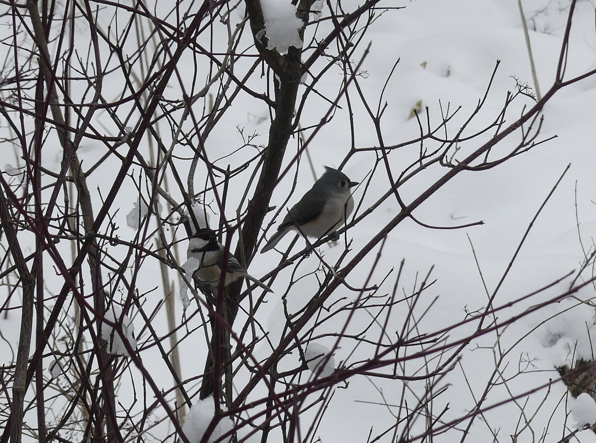 Tufted Titmouse - ML647032889