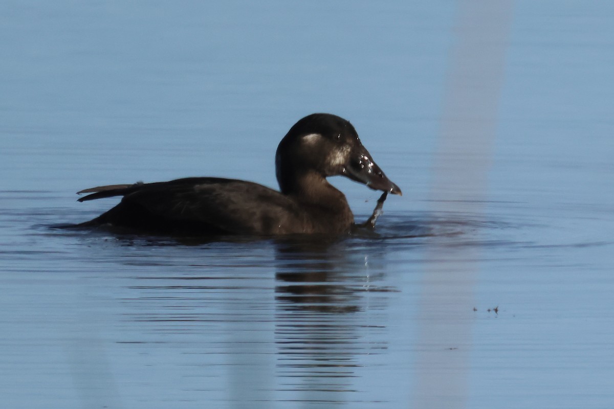 Yamalı Ördek - ML647032890