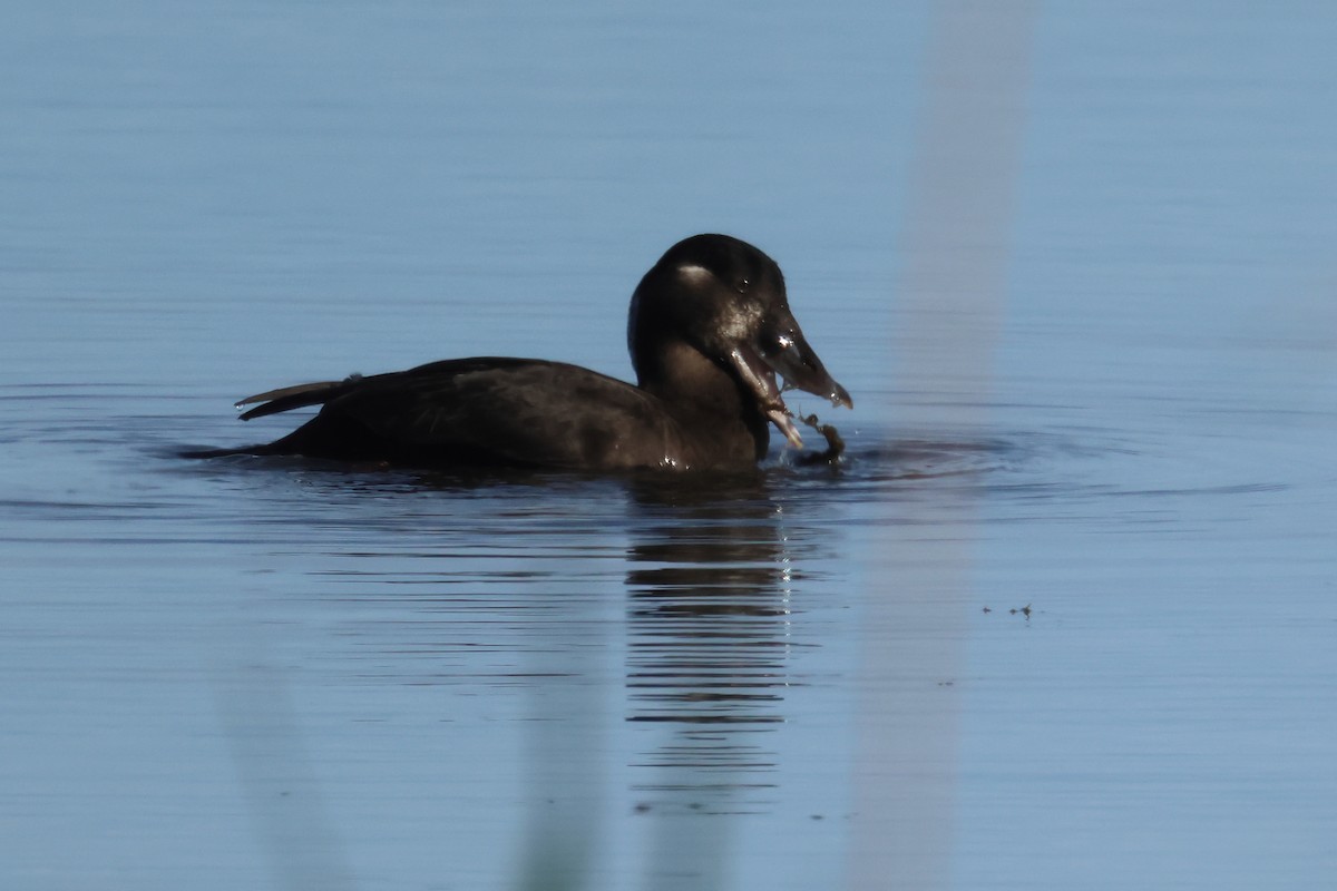 Yamalı Ördek - ML647032891