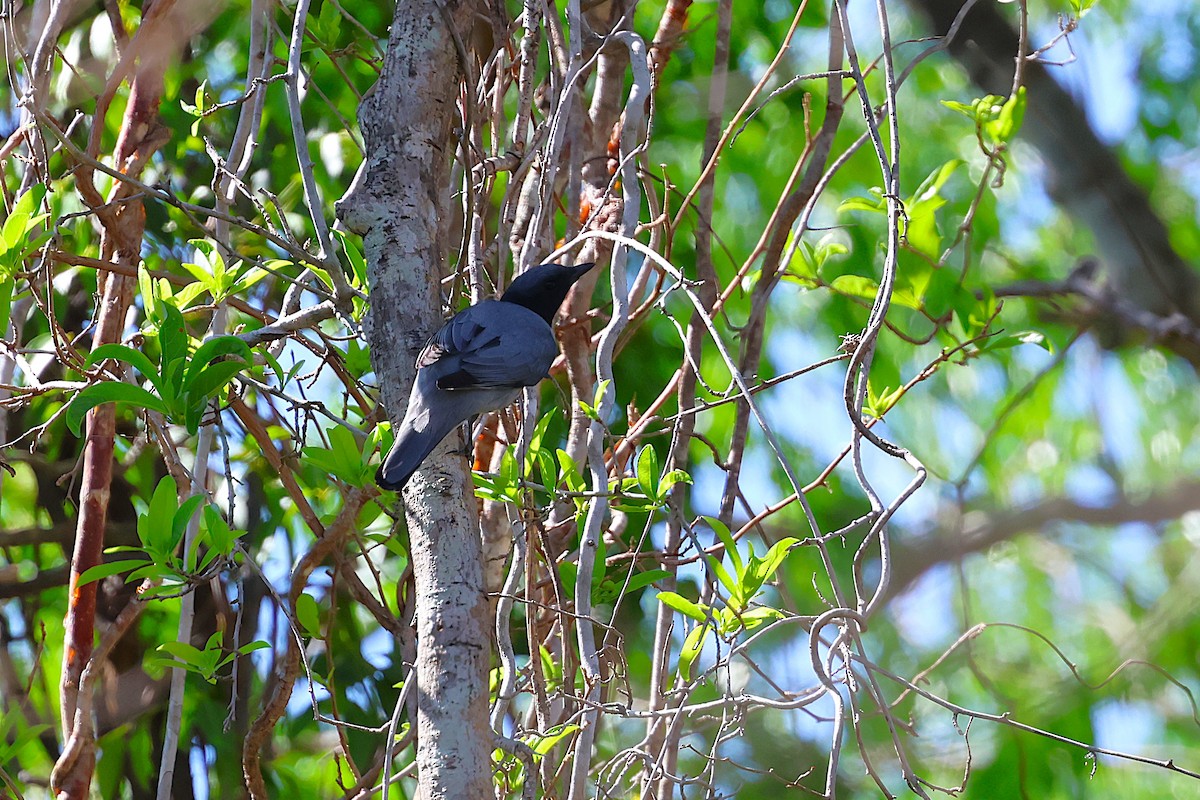 Madagascar Cuckooshrike - ML647032894