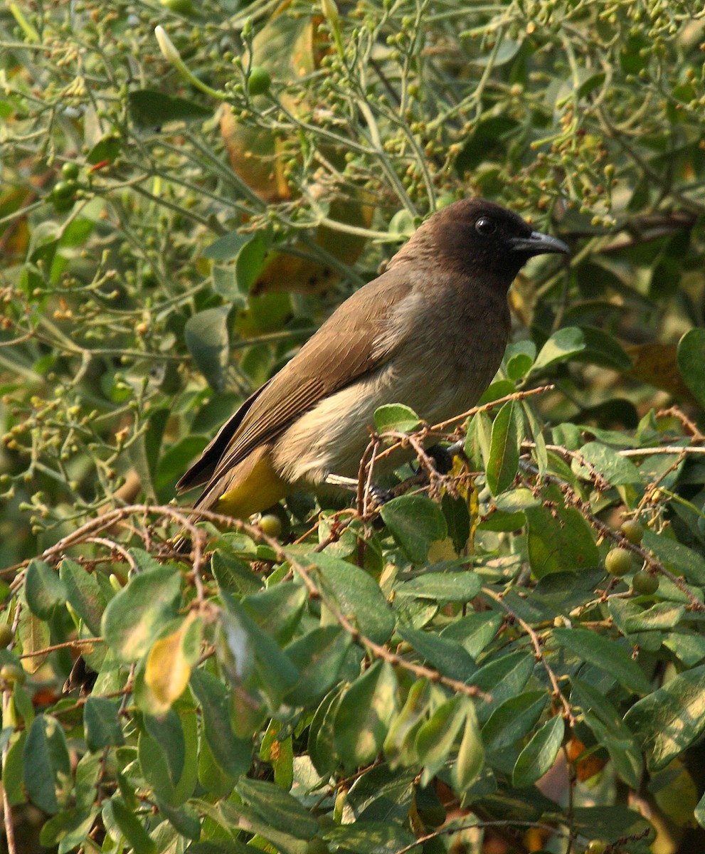 Common Bulbul (Dark-capped) - ML647032897