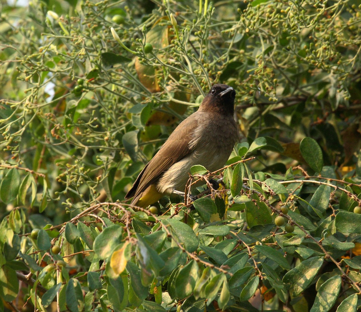 Common Bulbul (Dark-capped) - ML647032898
