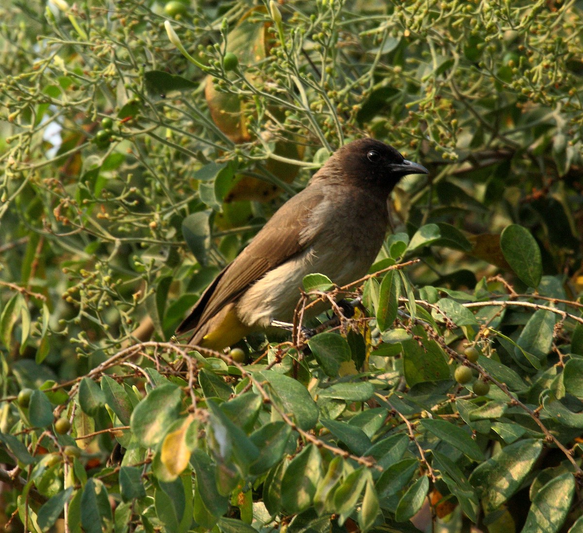Common Bulbul (Dark-capped) - ML647032899