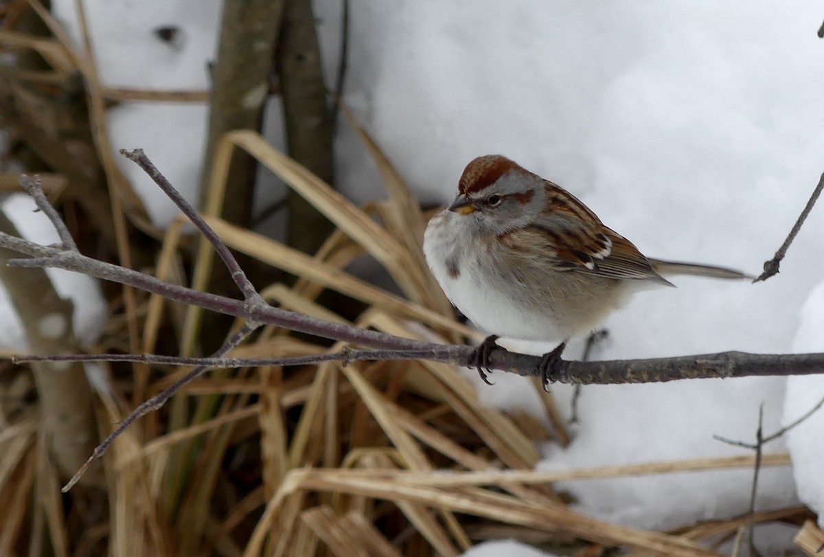 American Tree Sparrow - ML647032906