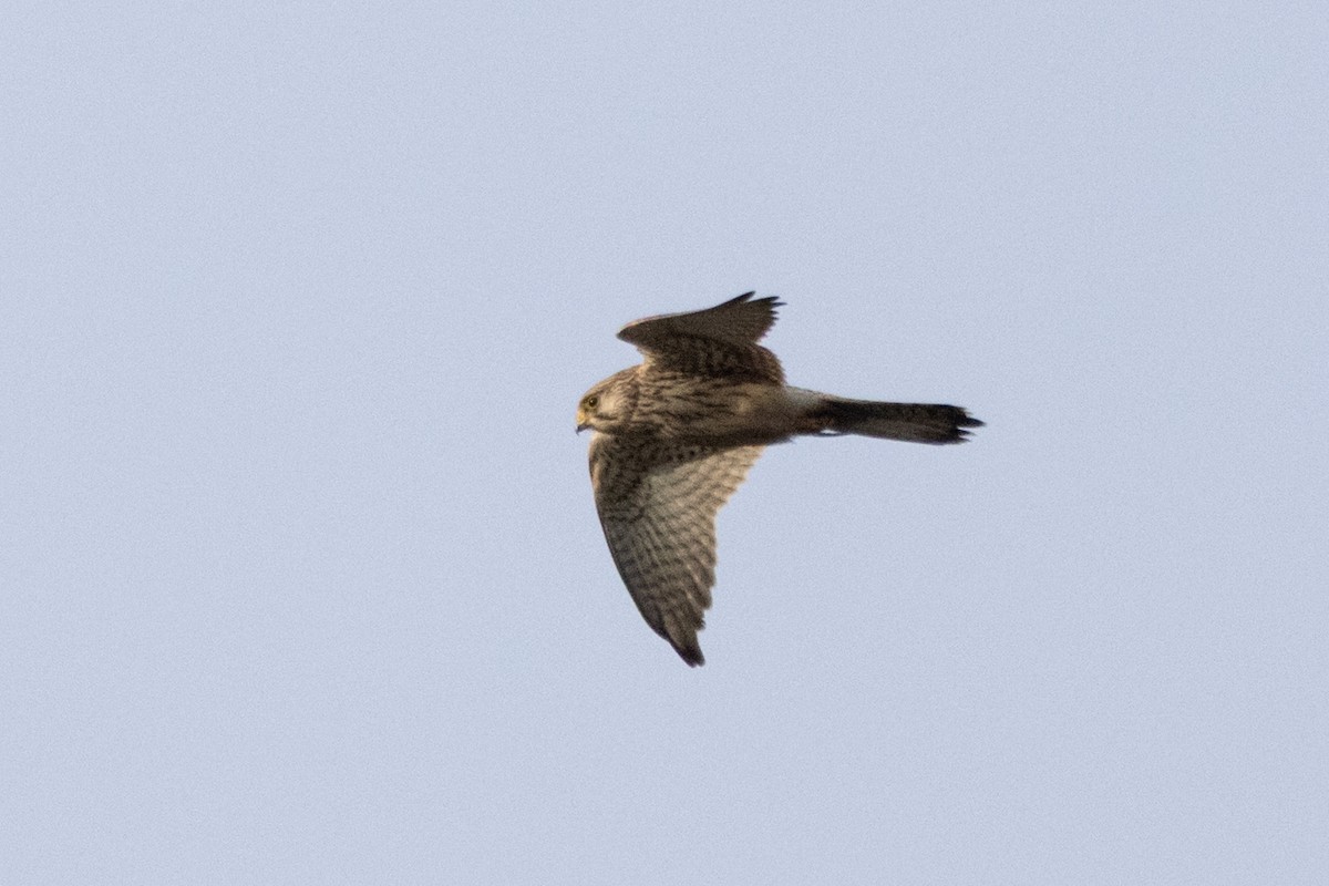 Eurasian Kestrel - ML647032923