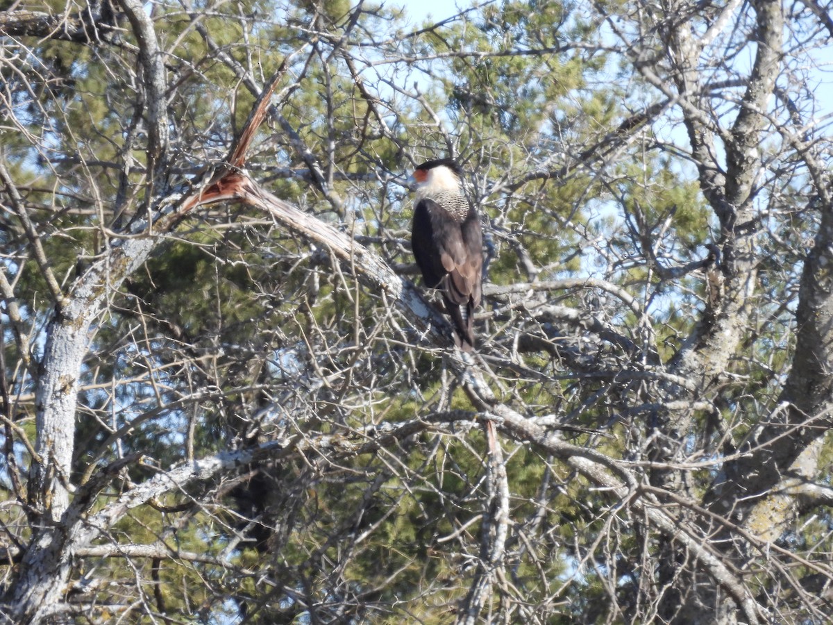 Tepeli Karakara (cheriway) - ML647032925