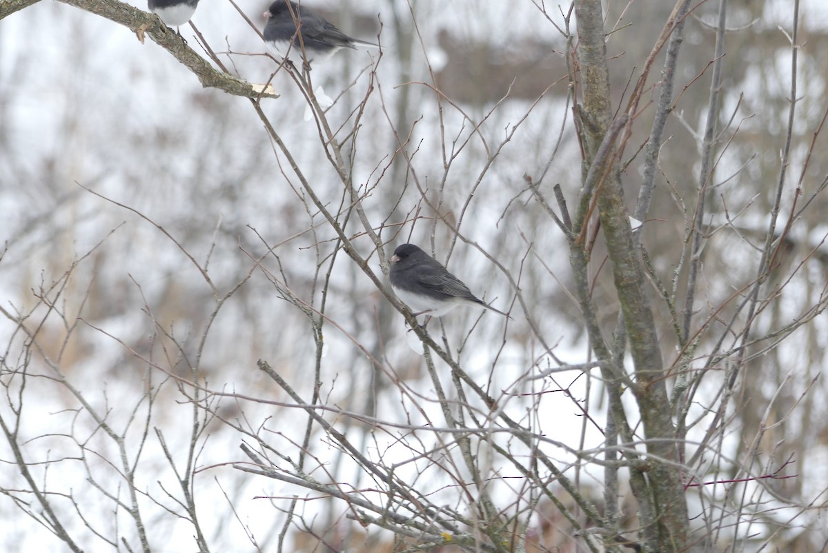 Dark-eyed Junco - ML647032927