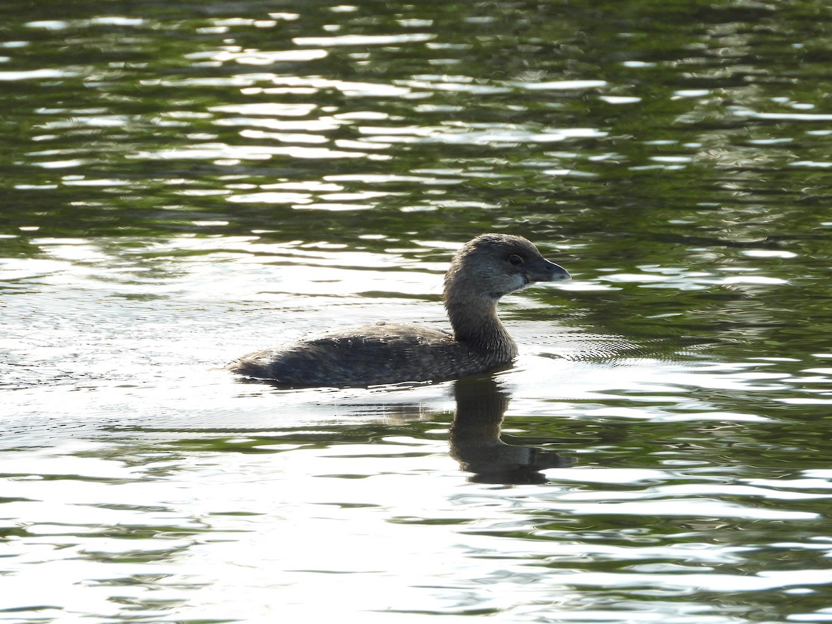 Пірникоза рябодзьоба - ML647032928