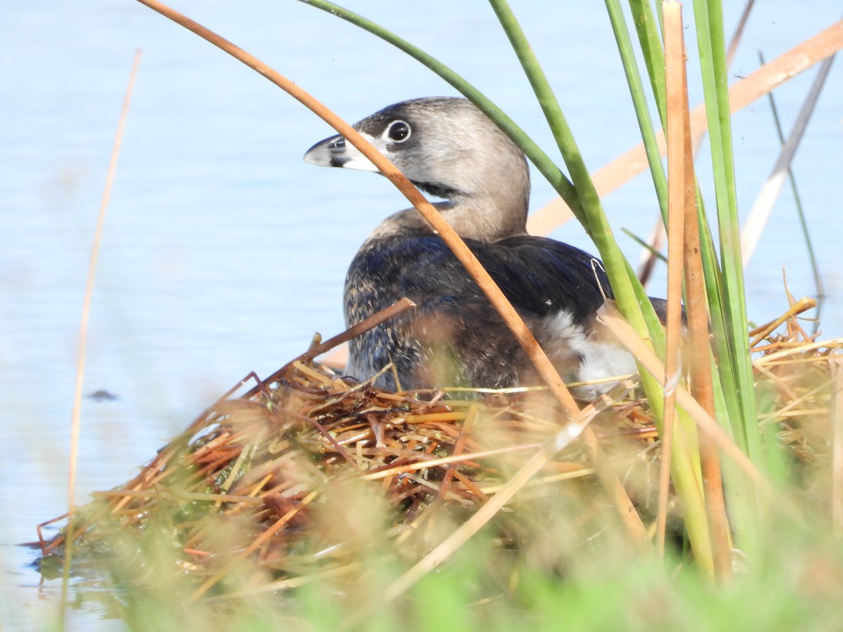 Пірникоза рябодзьоба - ML647032929