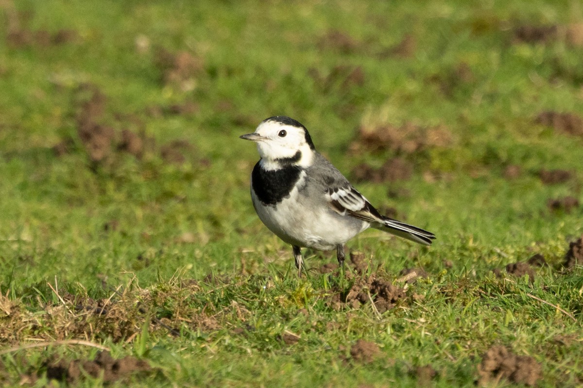 Плиска біла (підвид yarrellii) - ML647032930