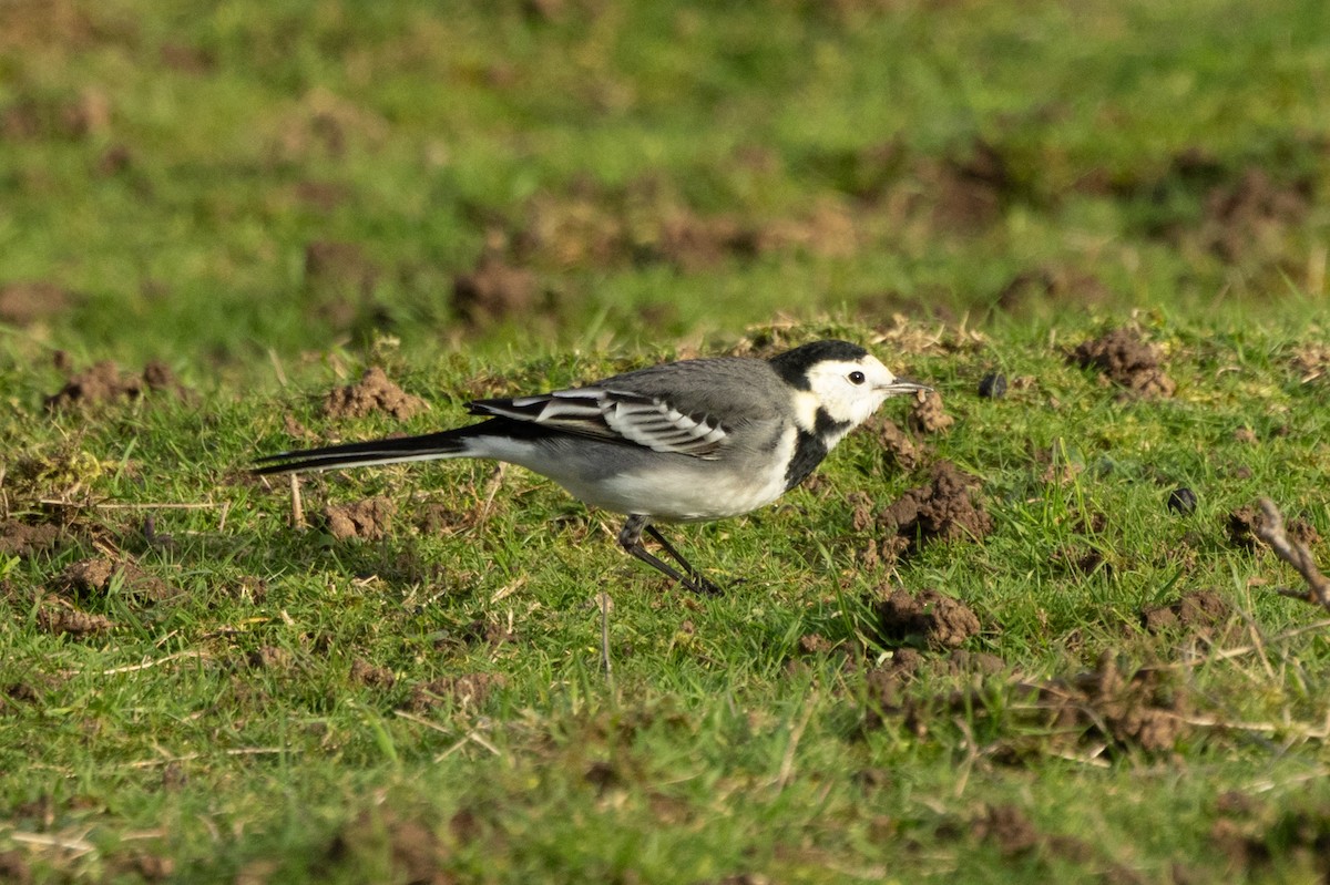 Плиска біла (підвид yarrellii) - ML647032931