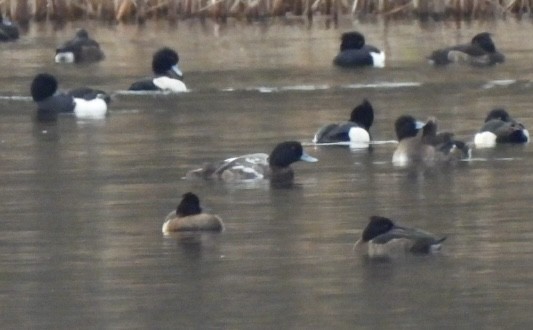 polák kaholka - ML647032932