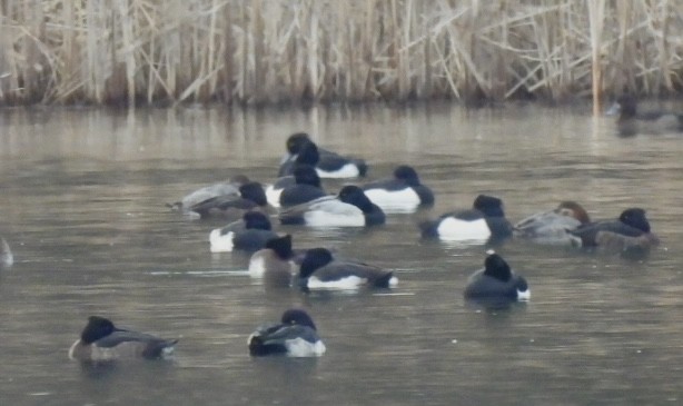 polák kaholka - ML647032933