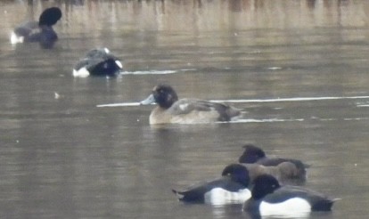 polák kaholka - ML647032934