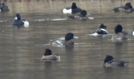 polák kaholka - ML647032935