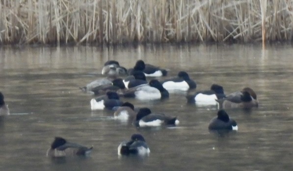 polák kaholka - ML647032936