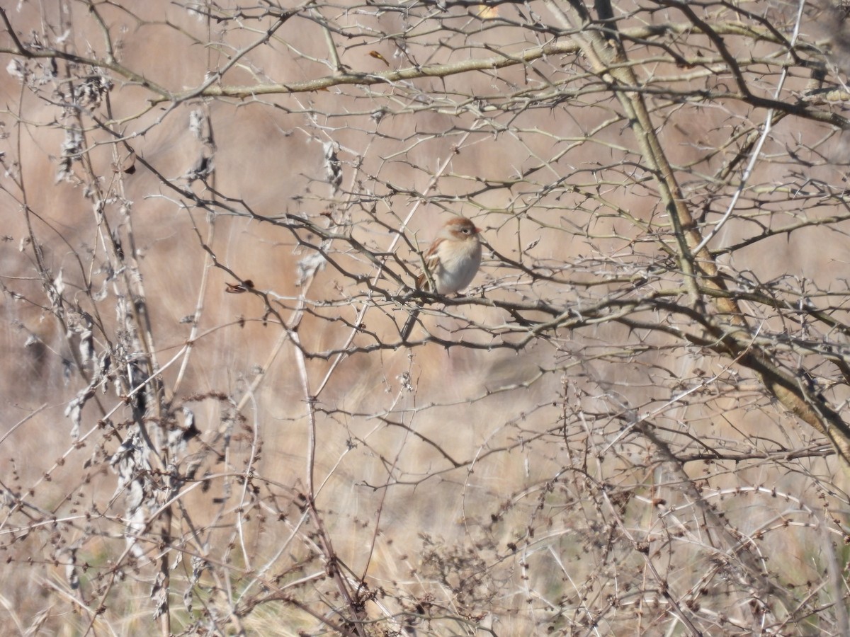 Field Sparrow - ML647032942