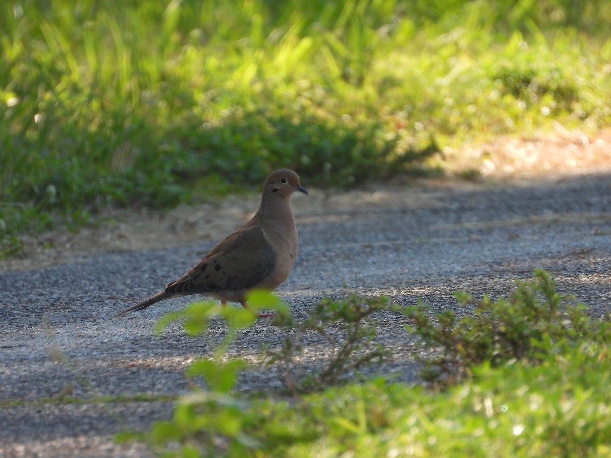 Зенаїда північна - ML647032943