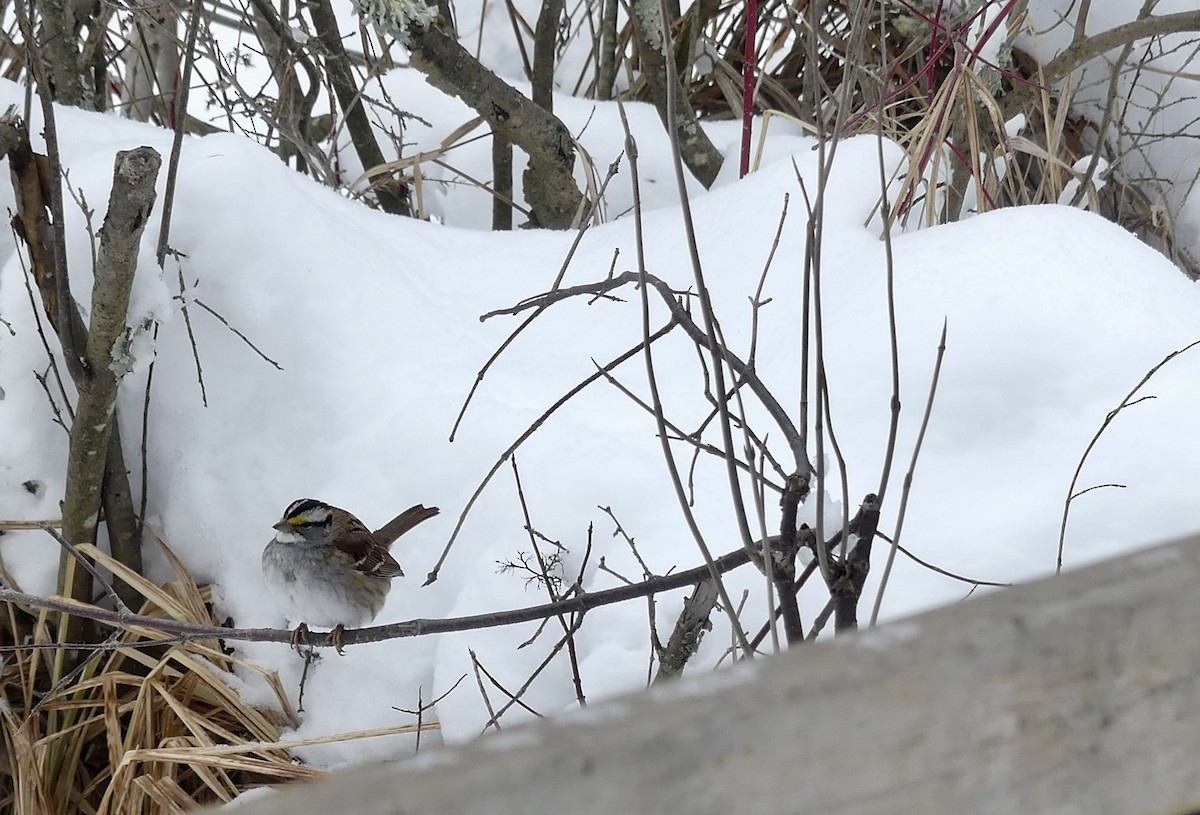 גיבתונית לבנת-גרון - ML647032945