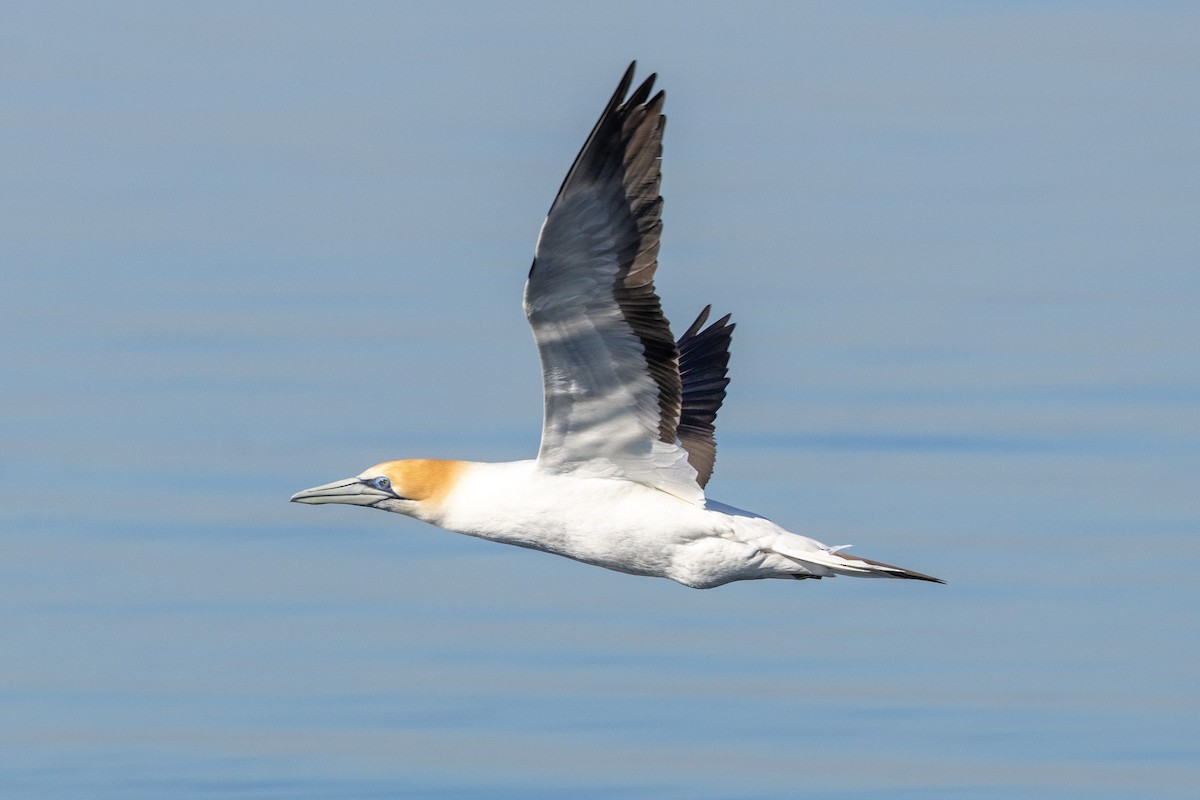 Australasian Gannet - ML647032947