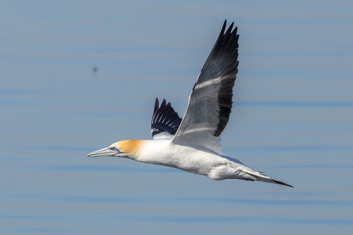 Australtölpel - ML647032948