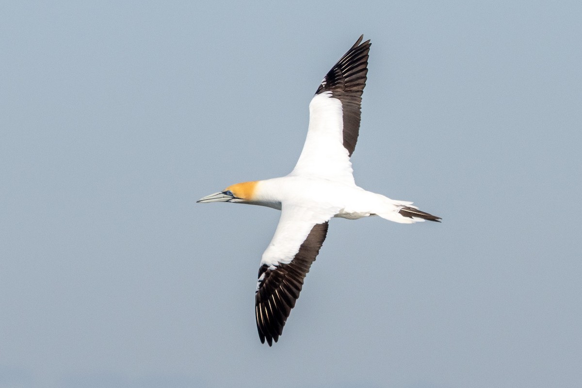 Australtölpel - ML647032949