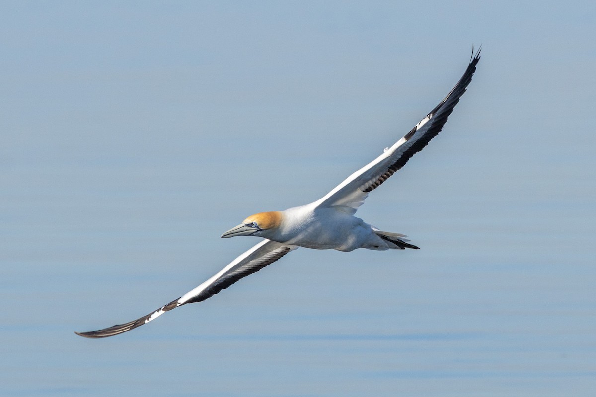 Australasian Gannet - ML647032950