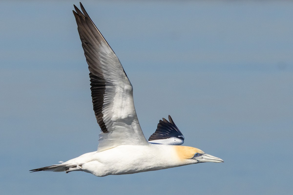 Australasian Gannet - ML647032951