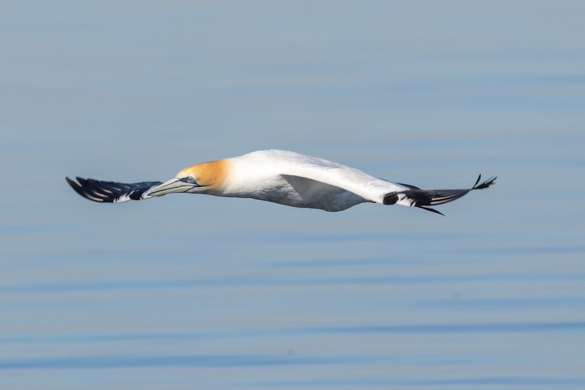 Australasian Gannet - ML647032952