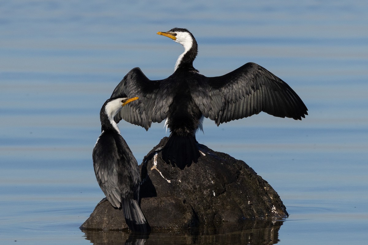 Kräuselscharbe - ML647032953