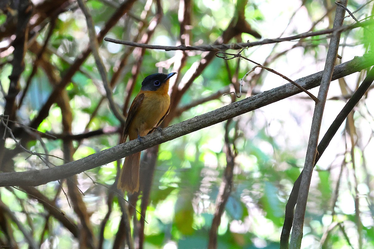 Rotbrust-Paradiesschnäpper [mutata-Gruppe] - ML647032954