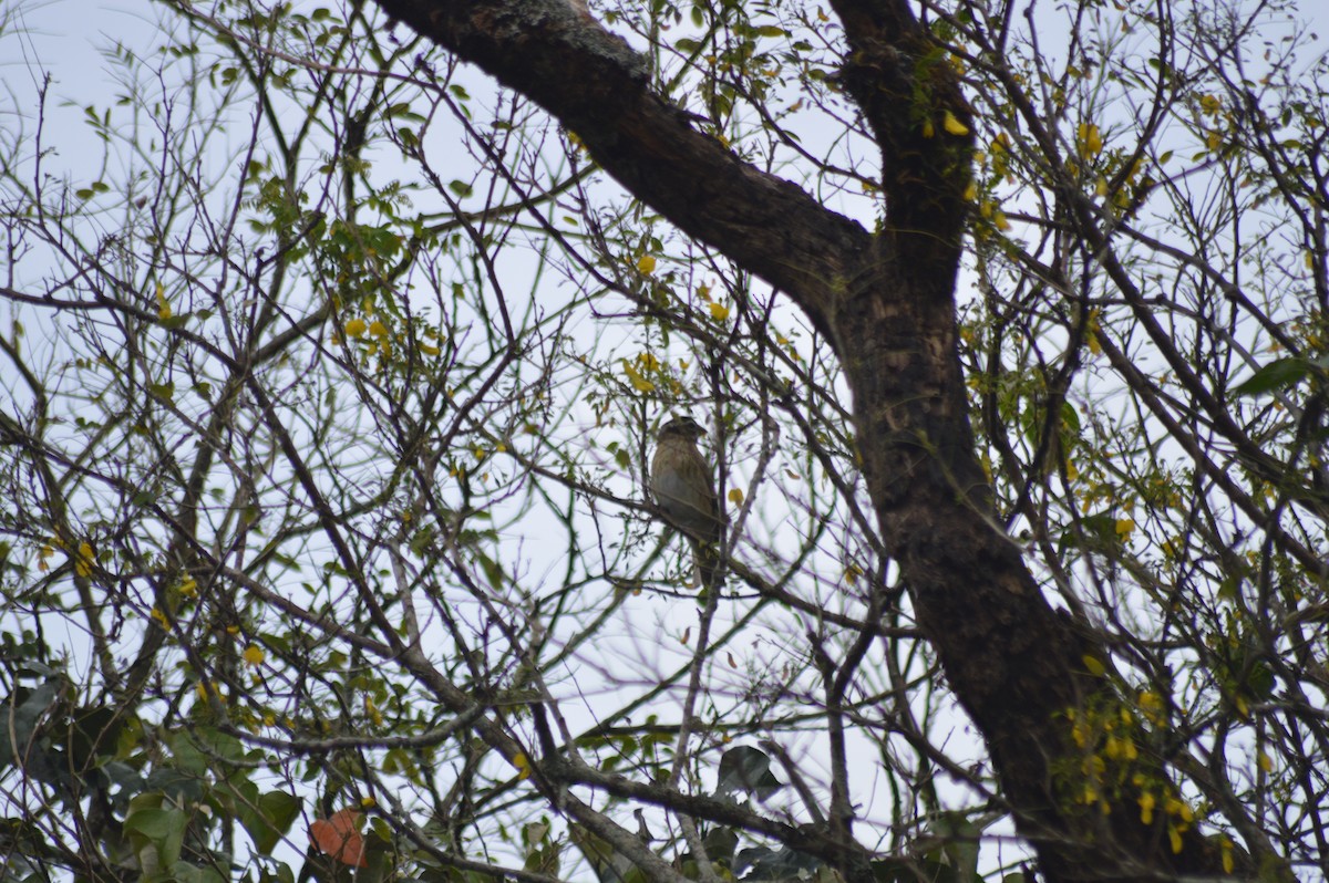 Rosenbrust-Kernknacker - ML647032958