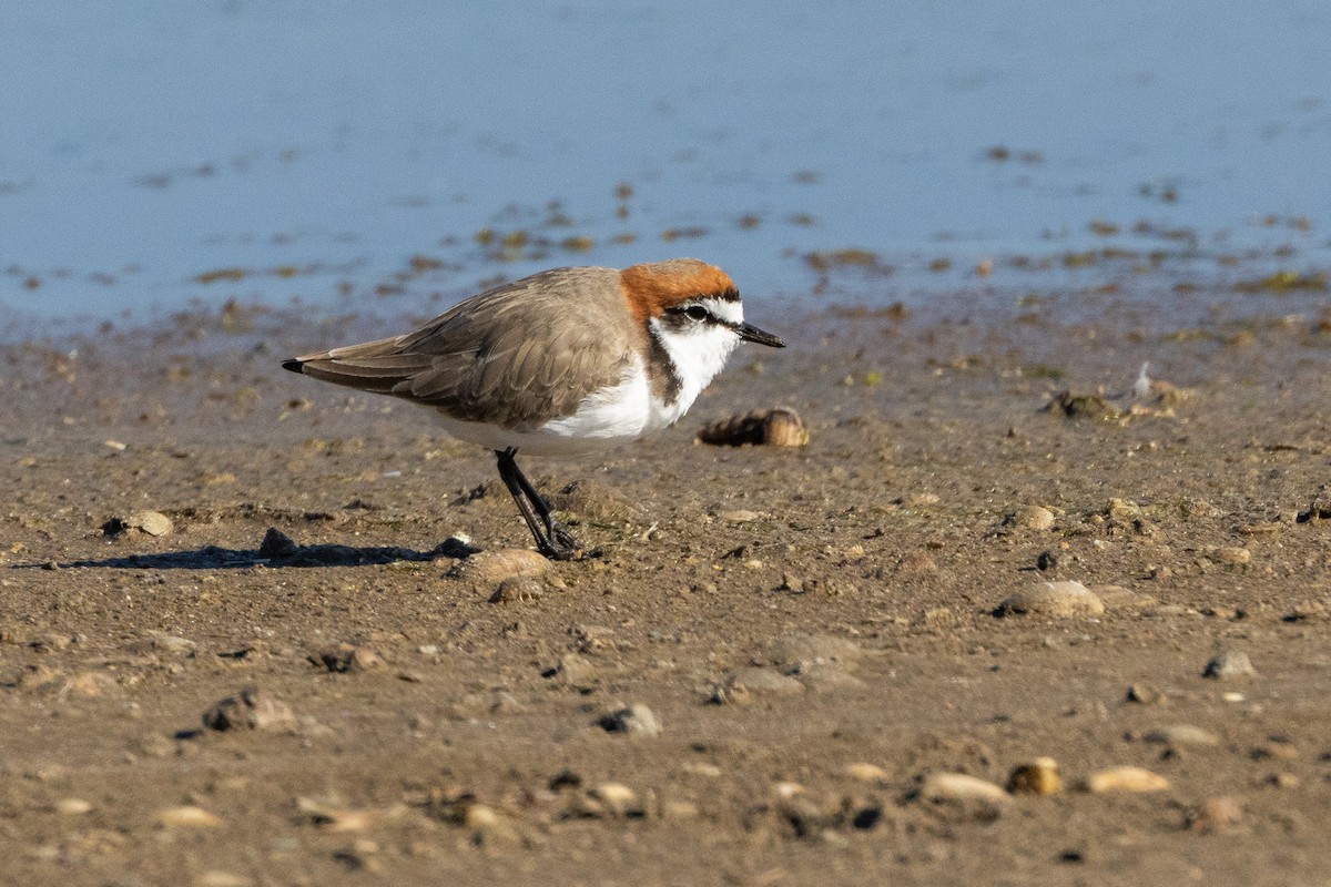 Rotkopf-Regenpfeifer - ML647032959