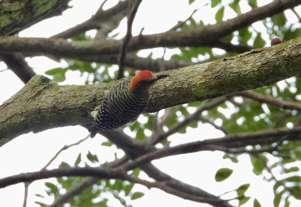 Rotkappenspecht - ML647032966